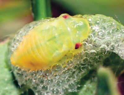A spittlebug, seen here sitting in its own secretion, is prevalent on the Palouse this time of year. (Courtesy)