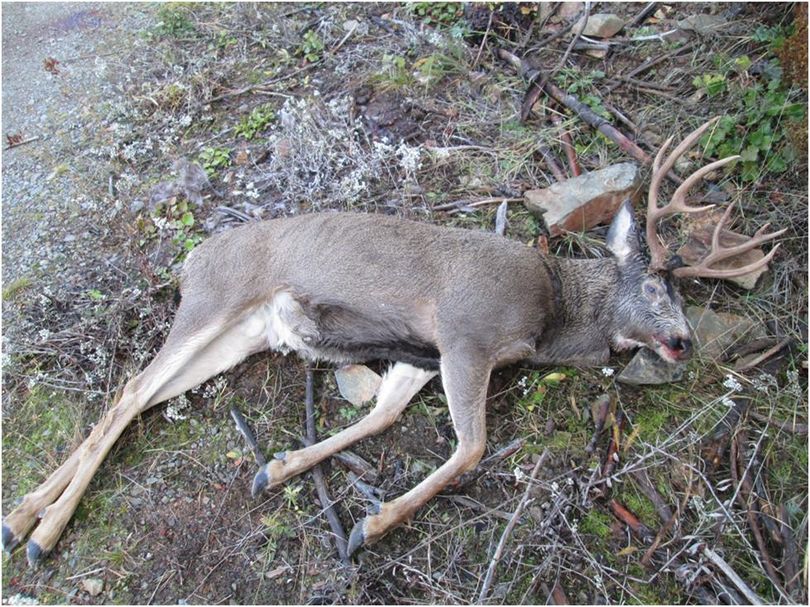 A mule deer buck shot by a poacher and left to waste lies by a forest road in Pend Oreille County. (Washington Department of Fish and Wildlife)