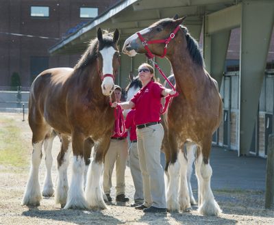 Budweiser Clydesdales Payday and Mike and handler Shelby Zarobinski are seen in May 2018 at the Spokane County Fair & Expo Center.   (Dan Pelle/The Spokesman-Review)