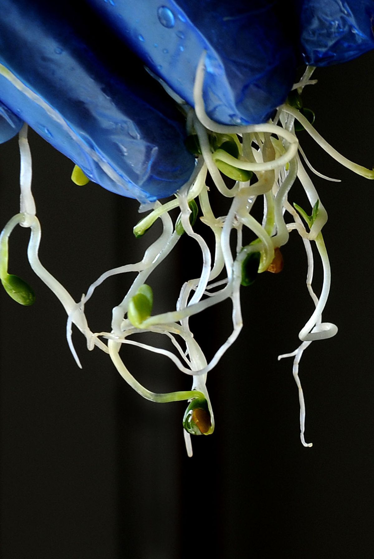 Clover sprouts from the Evergreen Produce plant.