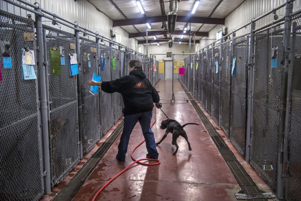 Dog Bath Day - Oct. 22, 2017 | The Spokesman-Review