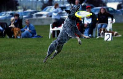 
Sunny, 3, catches some air while retrieving the Frisbee disc. Sunny and owner Dan Trusty  were the winners at the disc-catching contest on Sunday. 
 (Liz Kishimoto / The Spokesman-Review)