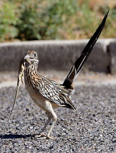 A roadrunner carrying a lizard in its beak surveys its surroundings before scampering away for a better place to finish its meal Monday, June 14, 2010 at White Sands Missile Range, N.M. (Norm Dettlaff / Las Cruces Sun-news)