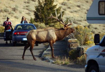 A bull elk stops traffic inside Yellowstone National Park. Entry fees to all national parks are being waived on Saturday and Sunday, Aug. 14-15.   (File/Associated Press / The Spokesman-Review)