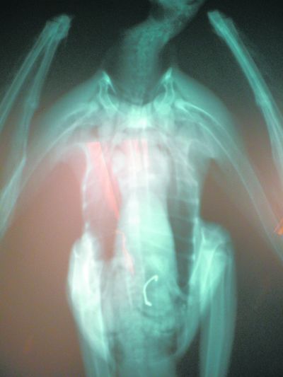 An X-ray of an osprey shows a fishing hook the bird had ingested while feeding on fish. Medford Mail Tribune (Medford Mail Tribune)