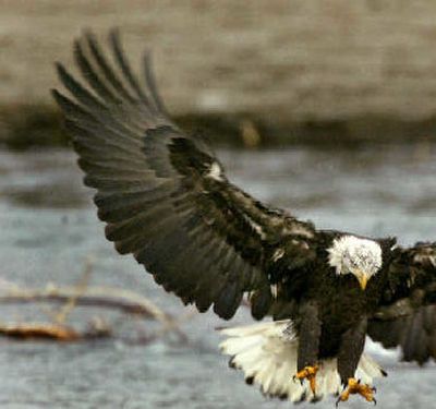Skagit eagle count sets record | The Spokesman-Review