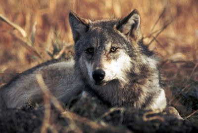 The gray wolf is gaining ground. U.S. Fish and Wildlife Service (U.S. Fish and Wildlife Service / The Spokesman-Review)