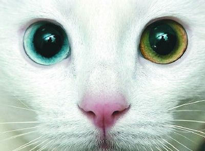 
 Pets: Regular hyperthyroidism screening is important in older felines.                Page 15 
 (The Spokesman-Review)