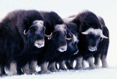 
 Musk oxen in the Arctic National Wildlife Refuge have mysteriously disappeared.
 (File Associated Press / The Spokesman-Review)