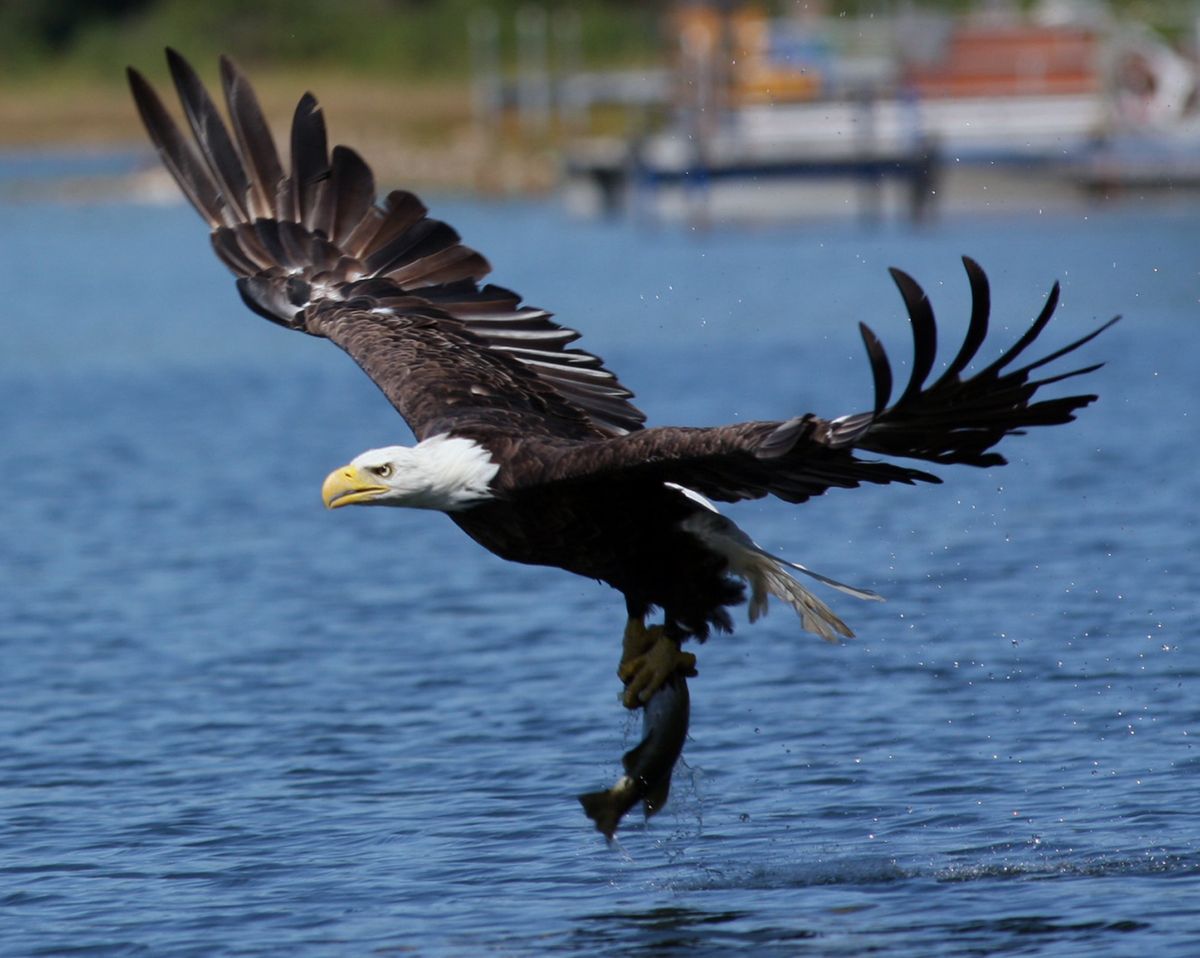 ORG XMIT: WIMNH101 A bald eagle snags a fish at Vandercook Lake, near Woodruff, Wis., Sunday, Aug. 23, 2009.  (AP Photo/Marshfield News-Herald, Dan Young) (Dan Young / The Spokesman-Review)