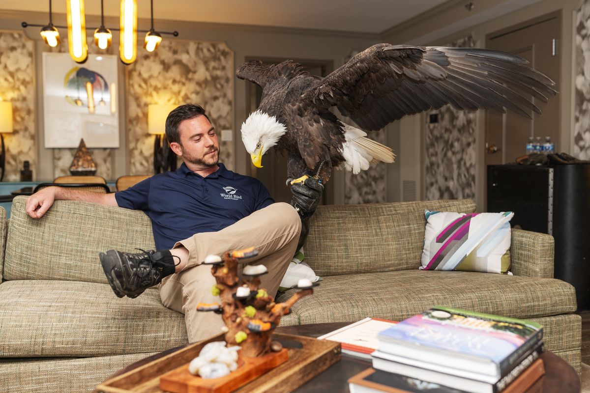 Clark, a bald eagle, arrived with his handler Daniel Cone at the Darcy hotel in Washington, D.C., on Tuesday.  (Craig Hudson/For the Washington Post)