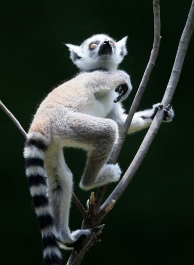 A 2-month-old ring-tailed lemur plays at Chiba Zoological Park near Tokyo in May 2009. (Associated Press)