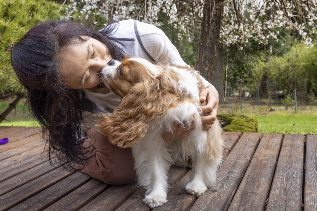 Masami Shimizu-Albergine holds her Cavalier King Charles spaniel Hana in the front yard of her Bainbridge Island home Friday, March 18, 2022, in Washington. Shimizu-Albergine enrolled 3-year-old Hana in the Dog Aging Project and has collected DNA and blood samples from Hana, which were sent to researchers for the project. (Ellen M. Banner/The Seattle Times/TNS)  (Ellen M. Banner)