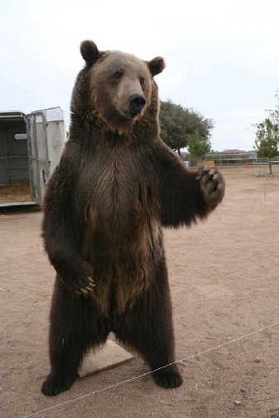 
Rocky the grizzly is seen at the Forever Wild animal sanctuary in Phelan, Calif., in November. Rocky bit a trainer on the neck.Associated Press
 (Associated Press / The Spokesman-Review)