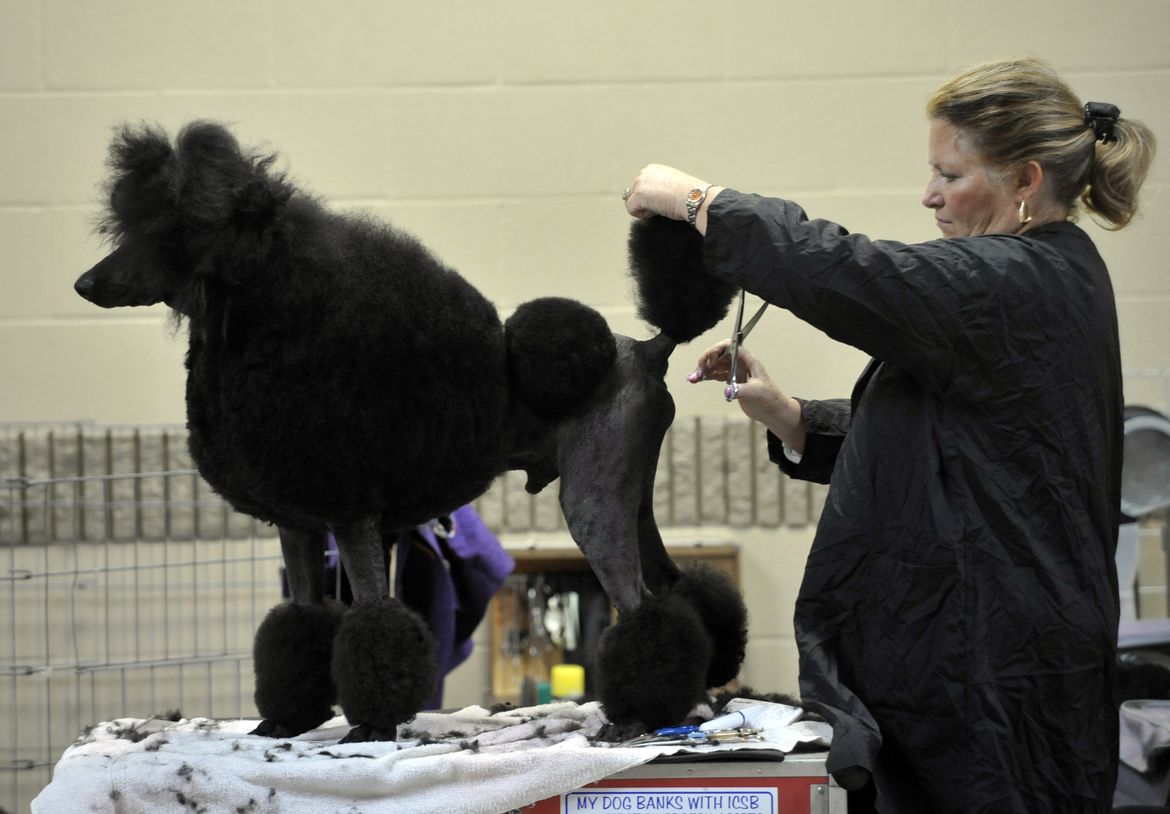 Spokane Kennel AllBreed Dog Show A picture story at The SpokesmanReview