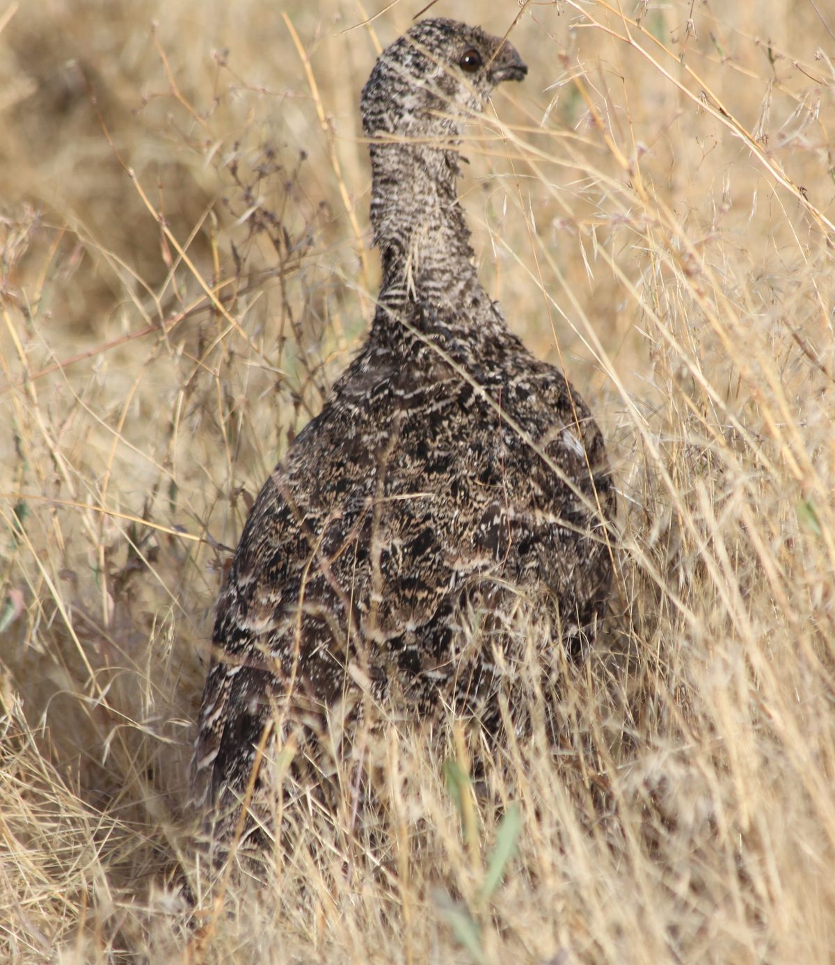 Photographed in September 2011 after it had matured, this sage grouse was one of the chicks hatched in spring of 2011 from the first documented sage grouse breeding ground in Lincoln County, Wash., since 1968.  The hen that produced this clutch had been translocated with other grouse from Oregon in 2010, the second year of a reintroduction effort at the Swanson Lakes Wildlife Area south of Creston, Wash.
Researchers know of several hens that produced clutches this year. While mortality is significant, particularly from avian predators such as hawks and owls, several hens were documented to have several surviving chicks of the year in September.  After the breeding 2011 breeding season, another 40 sage grouse were released at Swanson Lakes. 

 (Kim Thorburn)