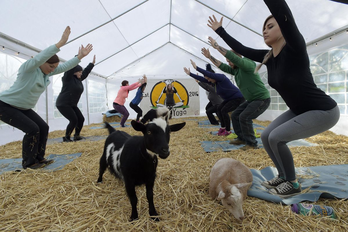 Goat yoga craze: Oregon yoga business goes viral