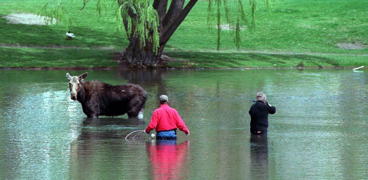Scott Long stands by as biologist Woody Myers aims a tranquilizer dart a moose at Cannon Hill Park pond in April 2000. (SANDRA BANCROFT-BILLINGS / SR)