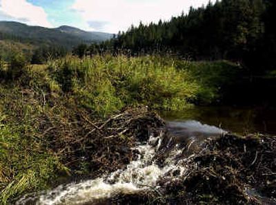 
Water pours through a  beaver dam at Liberty Creek in October after it was breached. 
 (File/ / The Spokesman-Review)