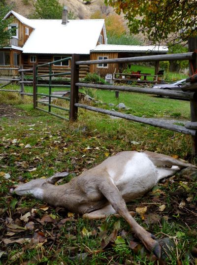 A whitetail doe, illegally shot from a public road, lies dead in the yard of a home in Idaho’s Clearwater region. The doe was feeding with her two fawns in the yard between the residence and the garage. The unknown shooters fled the scene and left the deer to rot.