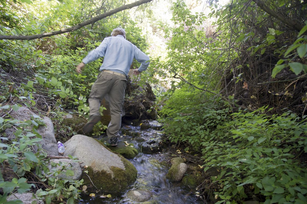 John Osborn scrambles up a creek that empties into the Spokane River and points to where the water bubbles up from underground.