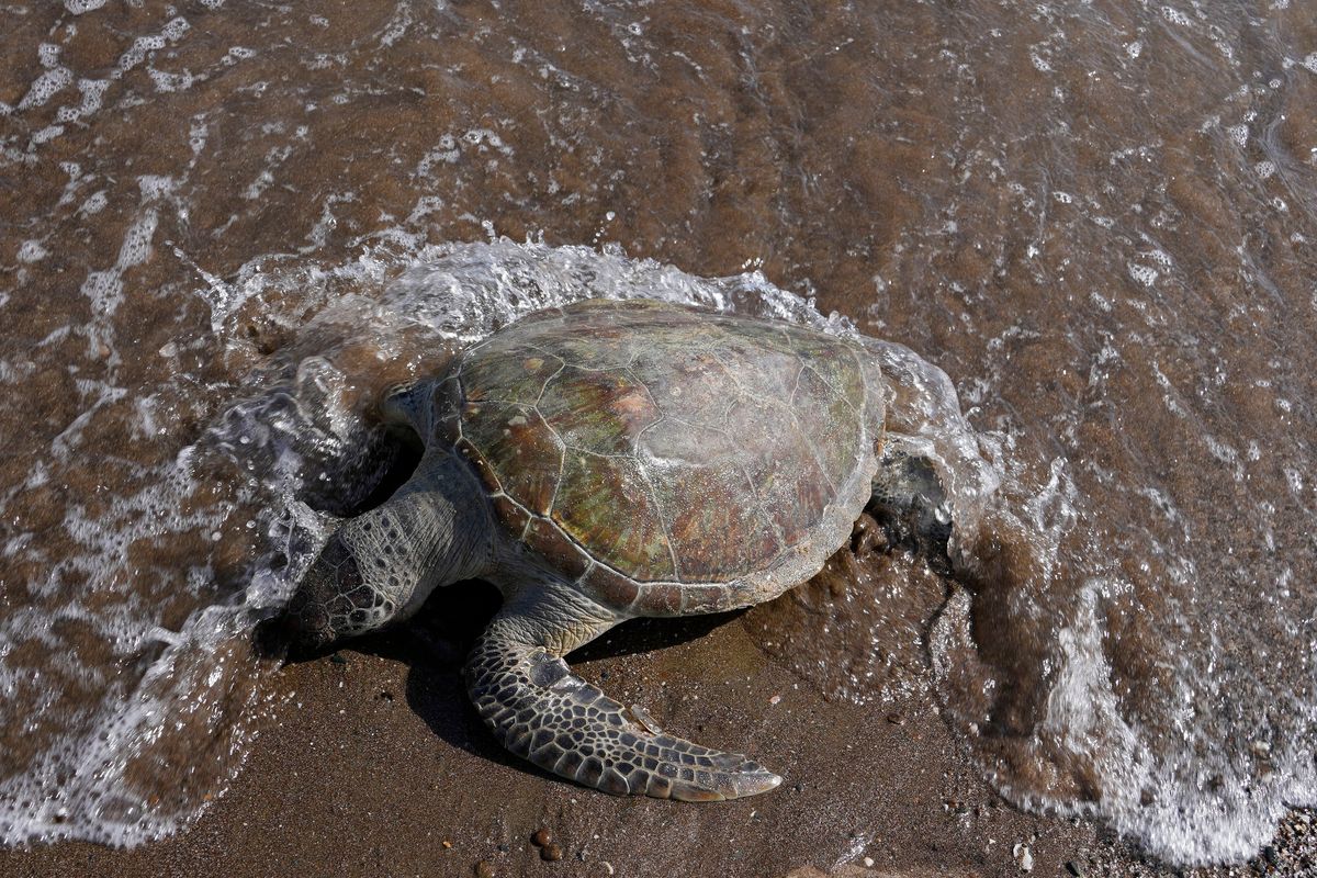 FILE - A dead green sea turtle washes up on the beach in the Khor Kalba Conservation Reserve, in the city of Kalba, on the east coast of the United Arab Emirates, Tuesday, Feb. 1, 2022. More than one in five species of reptiles worldwide, including the green sea turtle, are threatened with extinction, according to a comprehensive new assessment of thousands of species published Wednesday, April 27, 2022, in the journal Nature.  (Kamran Jebreili)