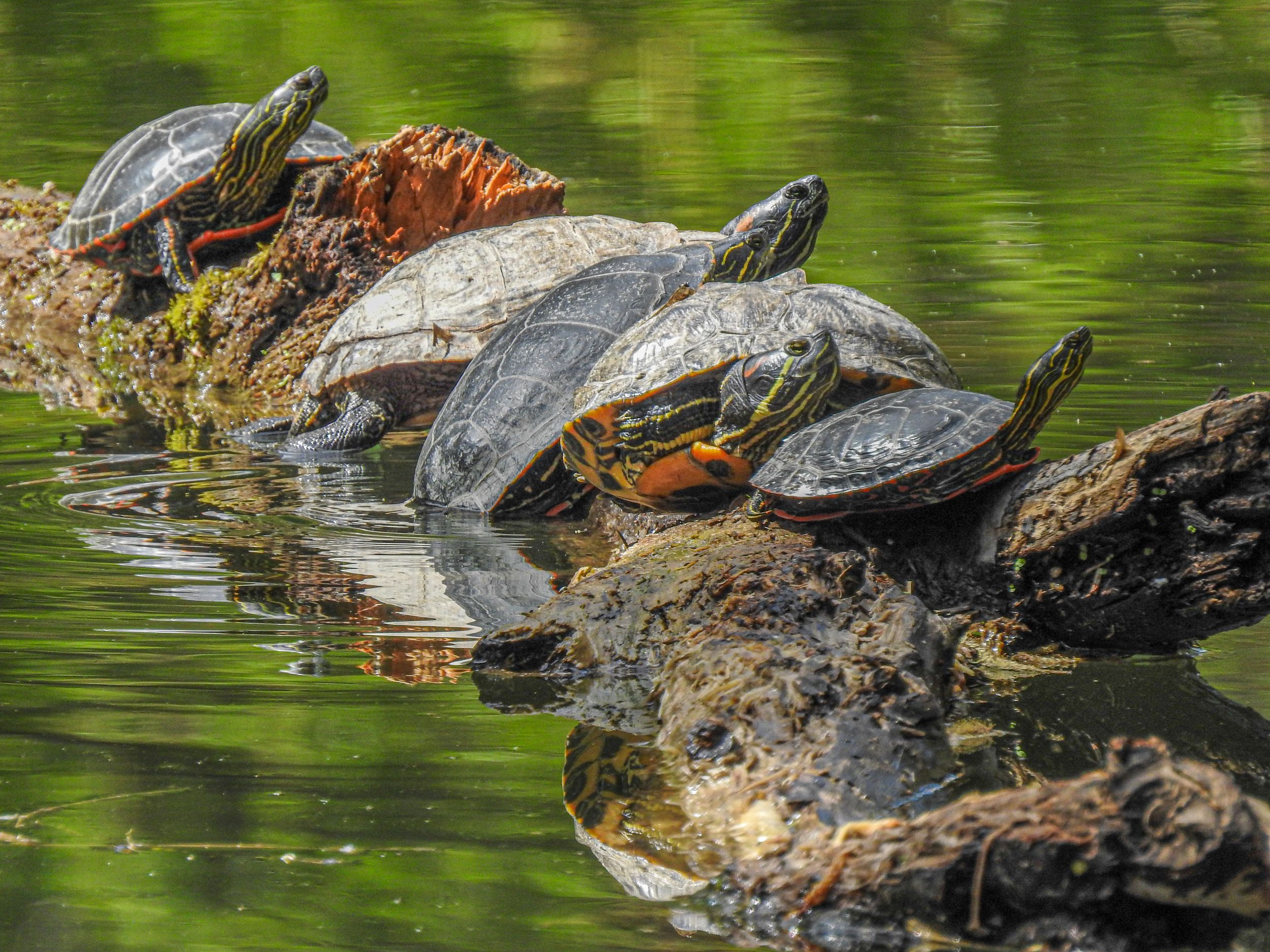 Reader Photo: A group of turtles | The Spokesman-Review