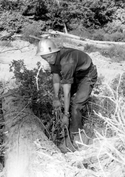 
Above, a Forest Service blister rust control worker pulls ribes. Below, a blister rust worker receives attention in the first-aid cabin of a blister rust camp in North Idaho's Kaniksu National Forest in  1941. In the fall of 1941, blister rust camps spotted the national forests in eastern Washington and North Idaho using chemicals to eradicate harmful ribes from the forests.
 (Photo from Museum of North Idaho / The Spokesman-Review)