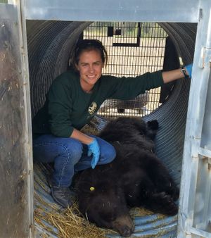 Washington Department of Fish and Wildlife biologist Annmarie Prince pauses with a trapped, tranquilized and relocaed black bear she's preparing for release into the wild.  (Washington Fish and Wildlife Department)