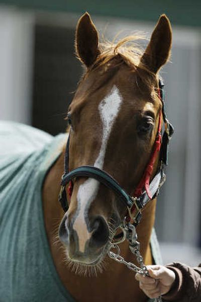 
Casino Drive is a Belmont hopeful.Associated Press
 (Associated Press / The Spokesman-Review)