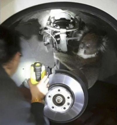 In this Sept. 9, 2017 image taken from a video, a worker uses a light to see a koala in the wheel arch of a vehicle in Adelaide, Australia. (ASSOCIATED PRESS)