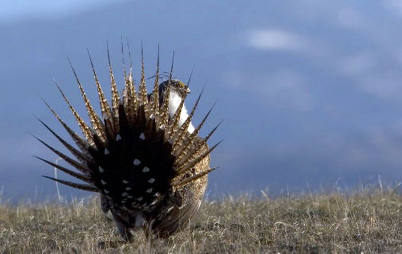 Sage grouse produced chicks in Lincoln County. (Associated Press)