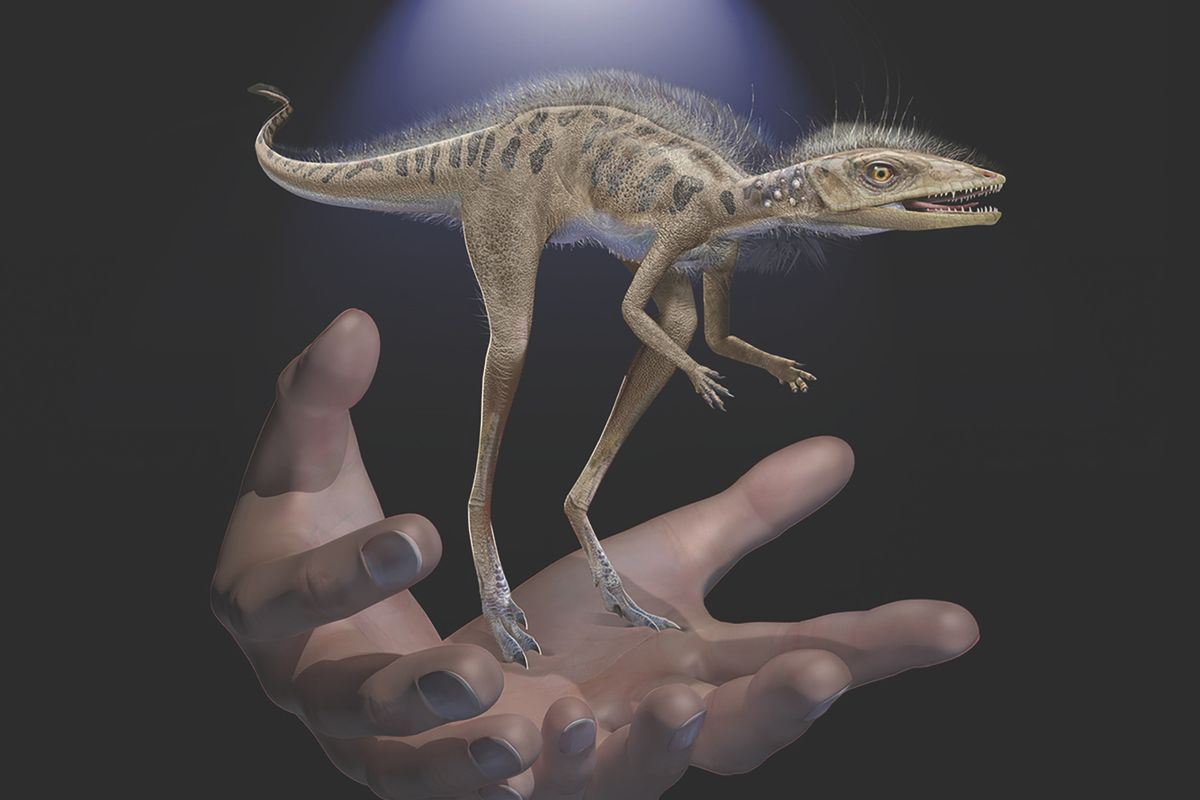 This illustration depicts a Kongonaphon kely, a newly described reptile  (HONS)