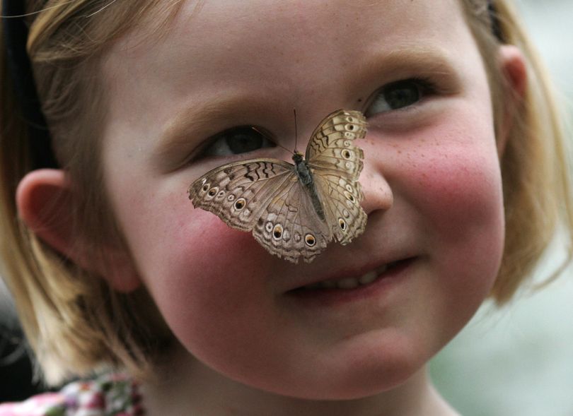 ORG XMIT: LST101 Amy Pryle, age 3, reacts as a Grey Pansy butterfly lands on her nose at the Natural History Museum's Butterfly Jungle exhibition in London, Thursday, April 30, 2009. The Butterfly Jungle exhibition recreates a living rainforest environment, where tropical butterflies roam freely and other insects are display. (AP Photo/Sang Tan) (Sang Tan / The Spokesman-Review)