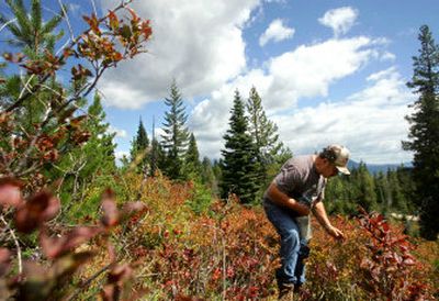 
Joe Hearn, of Weston, Ore., picks huckleberries last week near Trout Lake, Wash. Members of the Yakama Nation complain that commercial pickers are crowding tribal members and recreational pickers like Hearn out of huckleberry picking areas. 
 (Associated Press / The Spokesman-Review)