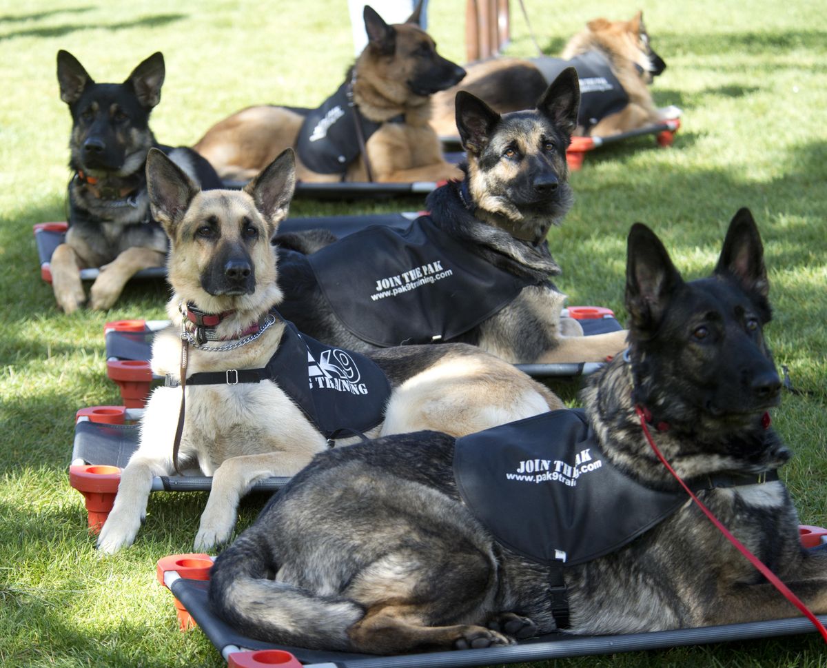 A group of German Shepherds lay on their beds lined up in the shade at the 3rd annual Canines for K9s event at Mirabeau Park Sunday, Sept. 18, 2016. The fundraiser, featuring a two-mile walk, silent auctions, a barbecue and police K9 demonstrations, supports the sheriff