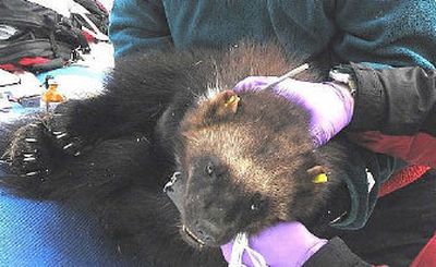 
U.S. Forest Service wildlife biologist Keith Aubry holds a young female wolverine, the first to be captured in a study of the elusive creatures in the Pacific Northwest. 
 (Photo courtesy of Washington Department of Fish and Wildlife / The Spokesman-Review)