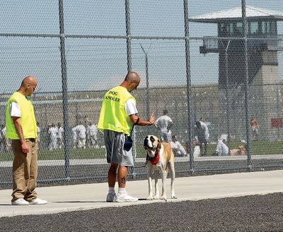 Inmates Brian Harmon, left, and Tarquin Huff walk the yard June 13 at Coyote Ridge with their dog Max, a Saint Bernard-mastiff mix. More than 40 inmates are in the Ridge Dogs program. (Associated Press)