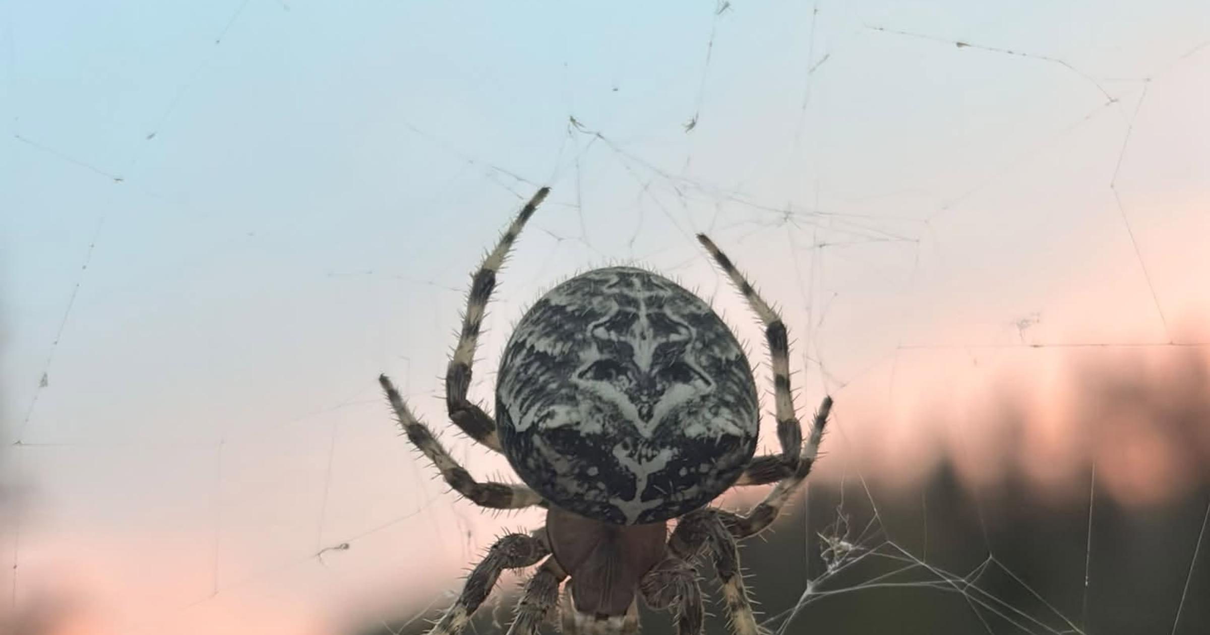 Cool Critters: When is a cat not a cat? When it's a cat-faced orb weaver spider commonly seen in autumn