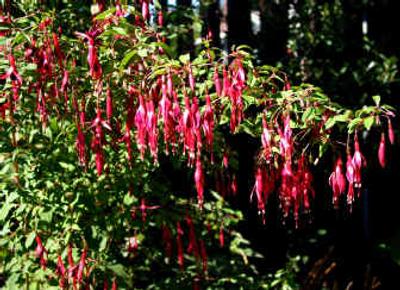 
Fuschias were named after Leonard Fuchs, a 16th century botanist.
 (File/ / The Spokesman-Review)