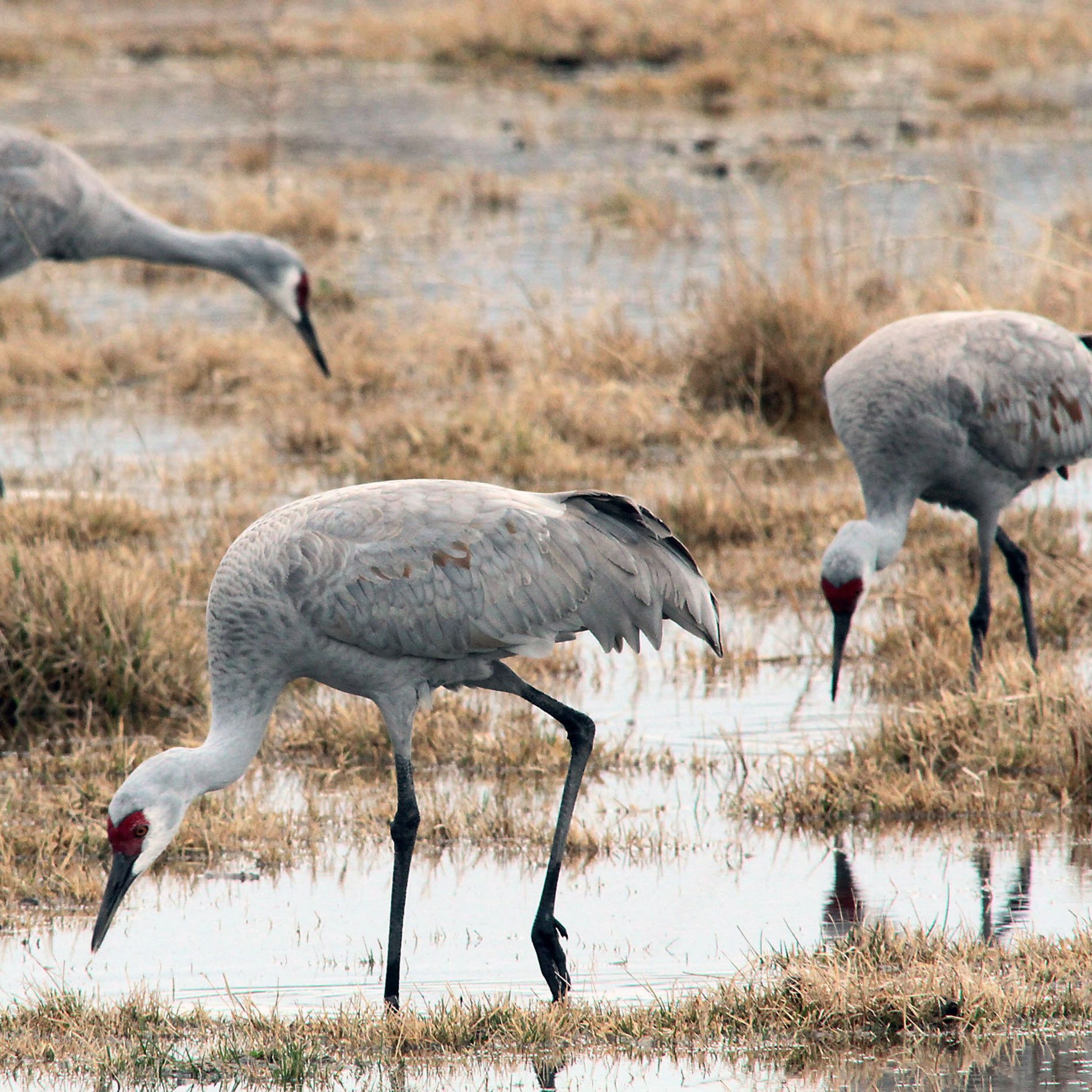 Part of Okanogan County wildlife area closes to protect first