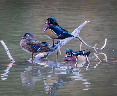 A trio of ducks hang out at Cannon Hill Park on Monday in this photo by Mark Stoeser.  (Courtesy of Mark Stoeser)