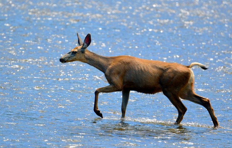 Mule deer doe.