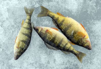 Once a safe location has been identified, ice fishermen can get down to business for perch and other species. (Rich Landers / The Spokesman-Review)