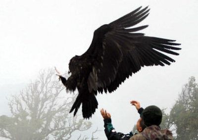 
A black cinereous vulture is thrown in the air by Thai veterinarians as they force the bird to fly. 
 (Associated Press / The Spokesman-Review)
