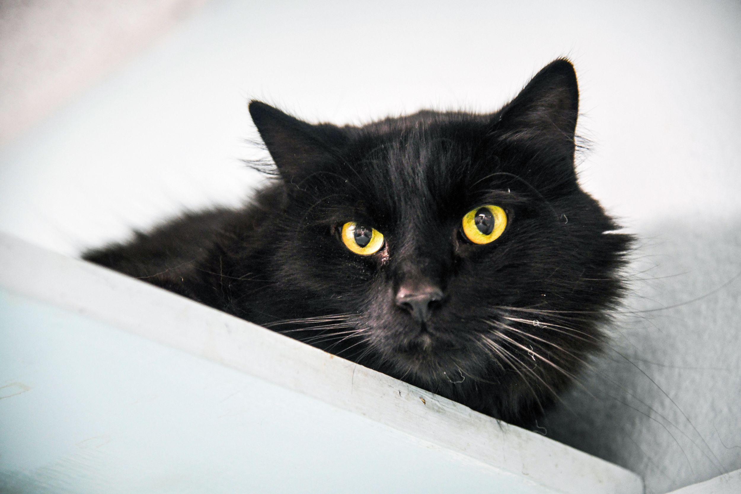 Local shelters say blackcat superstitions don’t affect adoptions The
