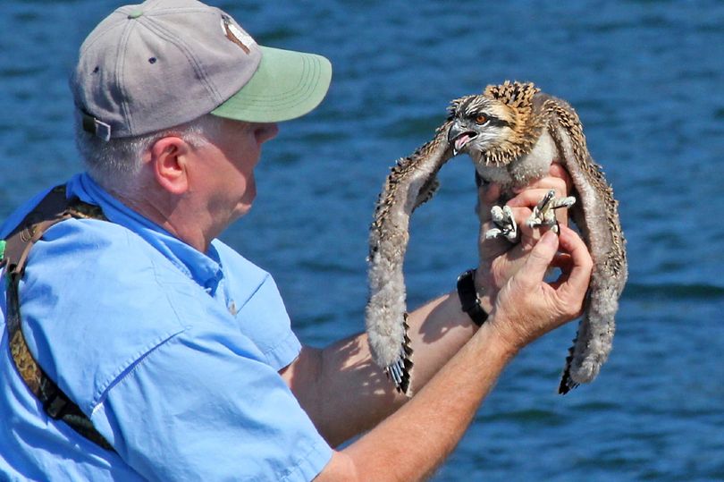 Osprey expert Wayne Melquist bands young osprey in nests along Lake Coeur d'Alene as the feature attraction for people aboard the annual osprey cruise boat trip.  (Carlene Hardt)