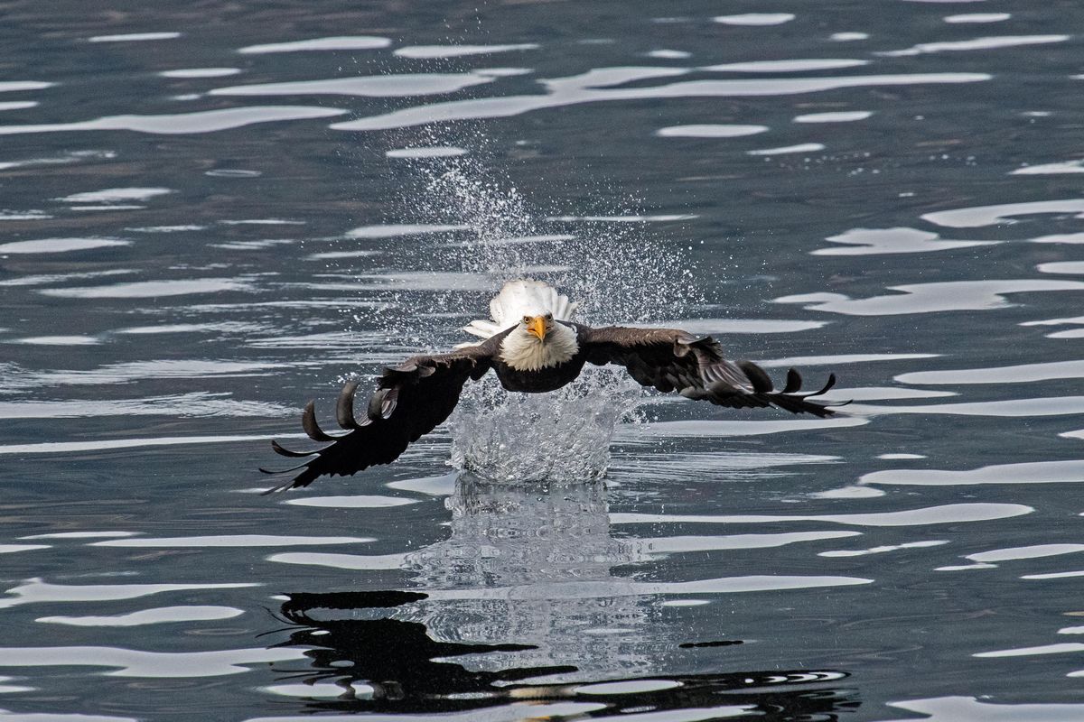Jerry Rowles took this photo of a bald eagle headed straight toward him on Dec. 9. Rowles was between Beauty Bay and Mineral Ridge on Lake Coeur d’Alene. Rowles said the images are the best eagle photos he’s taken in 18 years of wildlife photography. Rowles called the entire experience a “magical moment.” (Jerry Rowles / Courtesy)