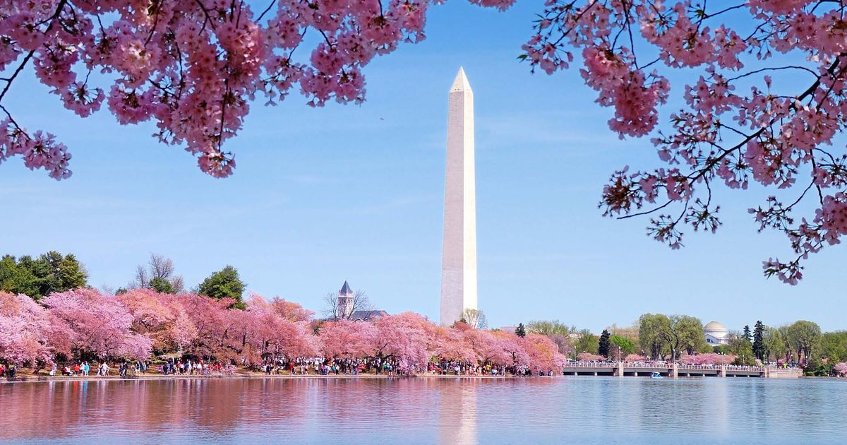 Washington DC Cherry Blossoms Washington Dc Cherry Blossoms 001