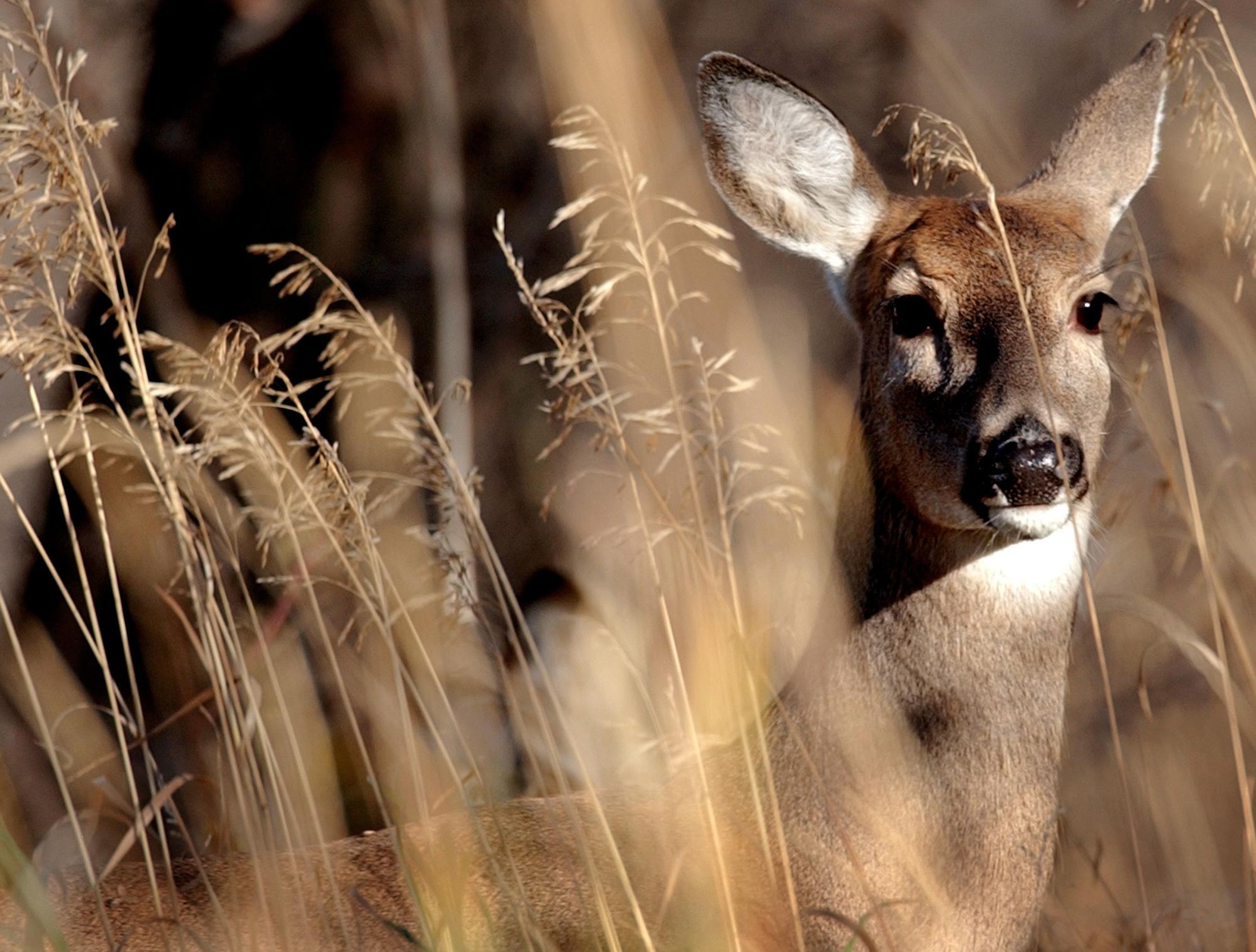 out-about-what-do-you-do-with-a-dead-deer-in-your-neighborhood